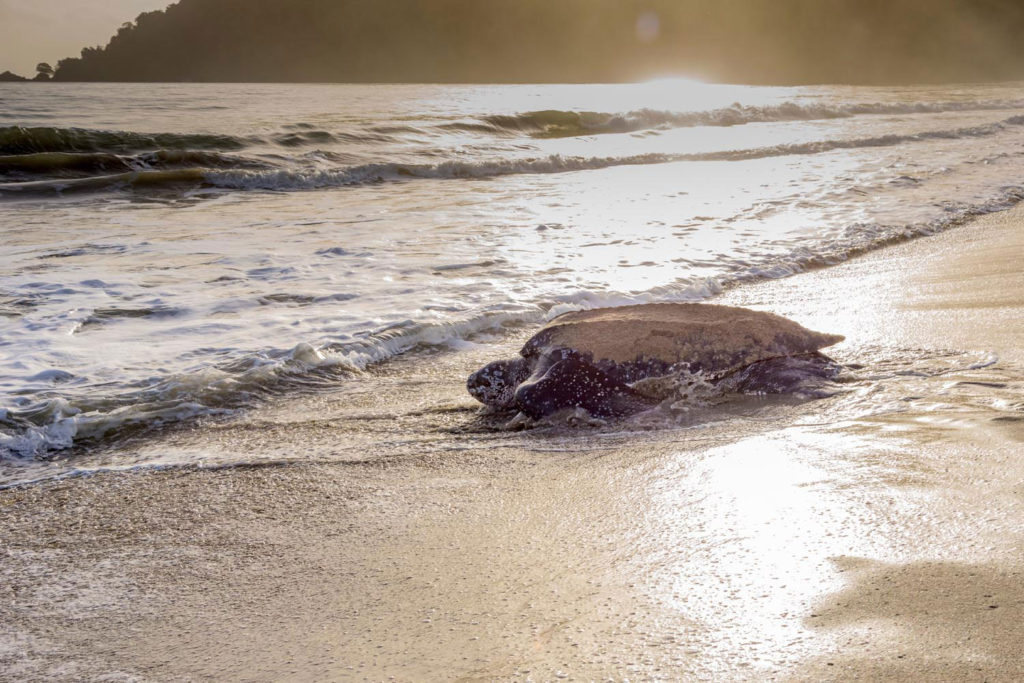 A leatherback turtle makes its way back to the sea at Grande Rivière, Trinidad. Photo by James B. Solomon/ RAPSO Imaging Ltd.