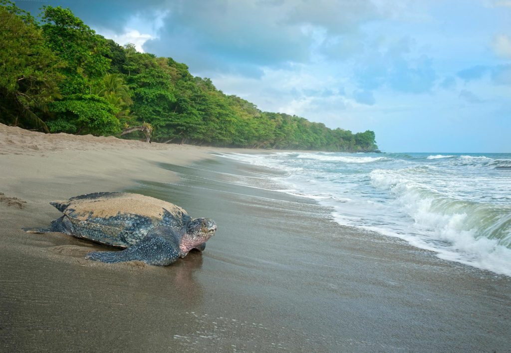 A leatherback turtle returns to the sea after nesting at Grande Rivière. Photo by All Canada Photos/Alamy Stock Photo