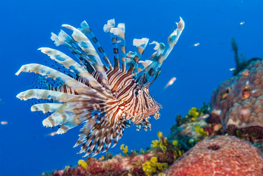 Voluntourism opportunities in the Caribbean include hunting lionfish (pterois volitans) — an invasive species in the region. Photo by Bearacreative/Shutterstock.com