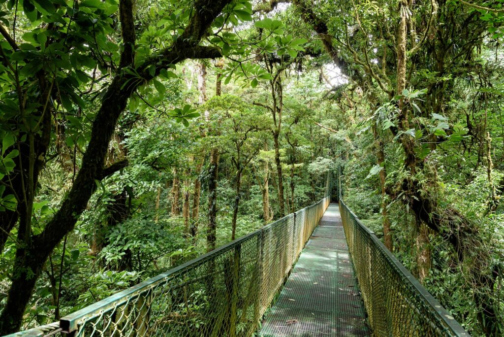 Central Suriname Nature Reserve. Photo by Cameris/Shutterstock.com