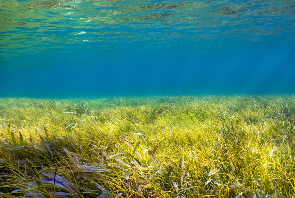 A vast expanse of seagrass near south Bimini, The Bahamas. Photo by Rob Atherton/Shutterstock.com