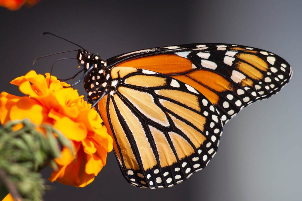 A monarch butterfly. Photo by Kathy Servian, courtesy Unsplash