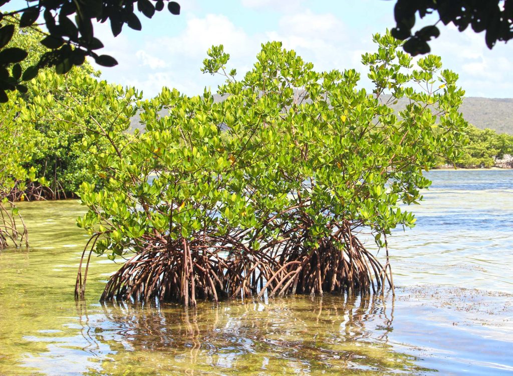 Red mangrove trees in the restored site along the coastline in south Clarendon, Jamaica. Photo courtesy UWI SODECO