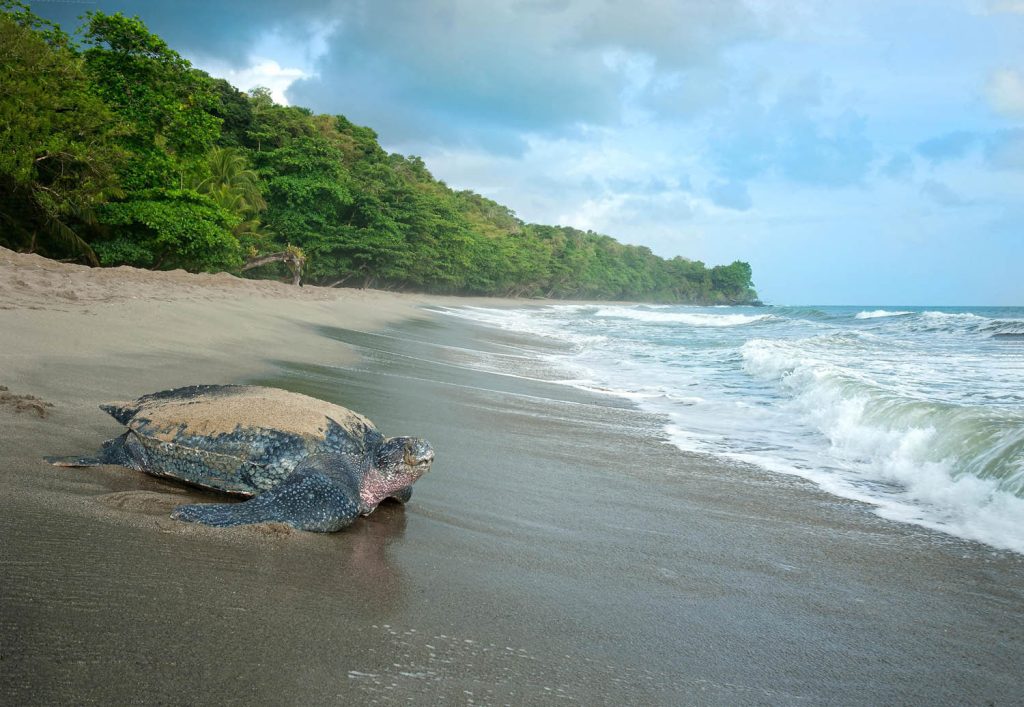 An endangered leatherback sea turtle (Dermochelys coriacea) returns to the sea after nesting at Grande Rivière beach, Trinidad. Photo by All Canada Photos/Alamy Stock Photo