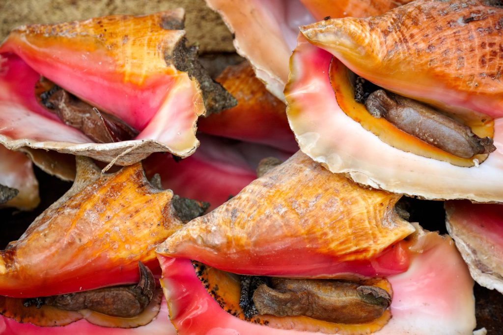 Conch (pronounced “konk”) is the national dish of The Bahamas. Photo by MJ Photography/Alamy Stock Photo