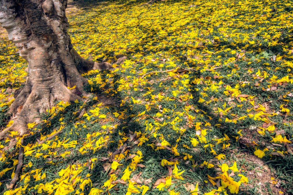 A dreamy array of shapes and textures from poui trees and flowers at Trinidad’s Queen’s Park Savannah. Photography by Ziad Joseph