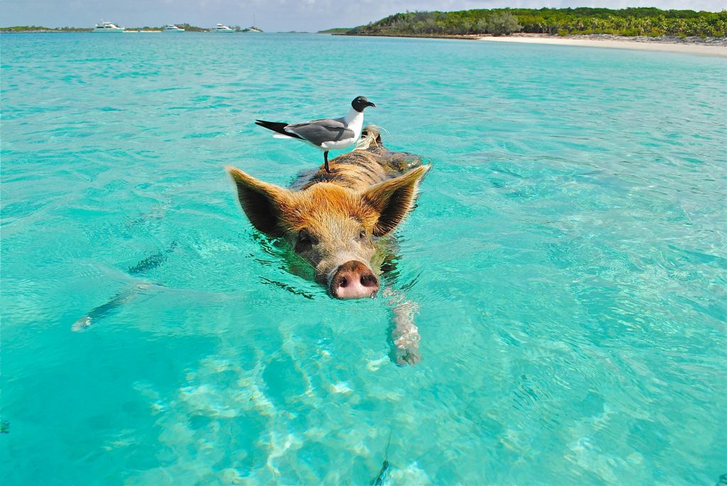 Bird on swimming pic in Exuma Bahamas
