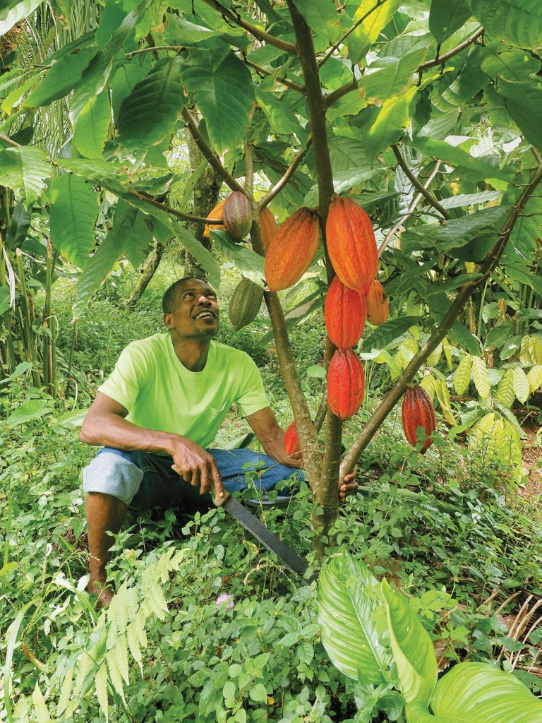 Kenny Blanford shows off a grafted cocoa tree. Photo by Paul Crask