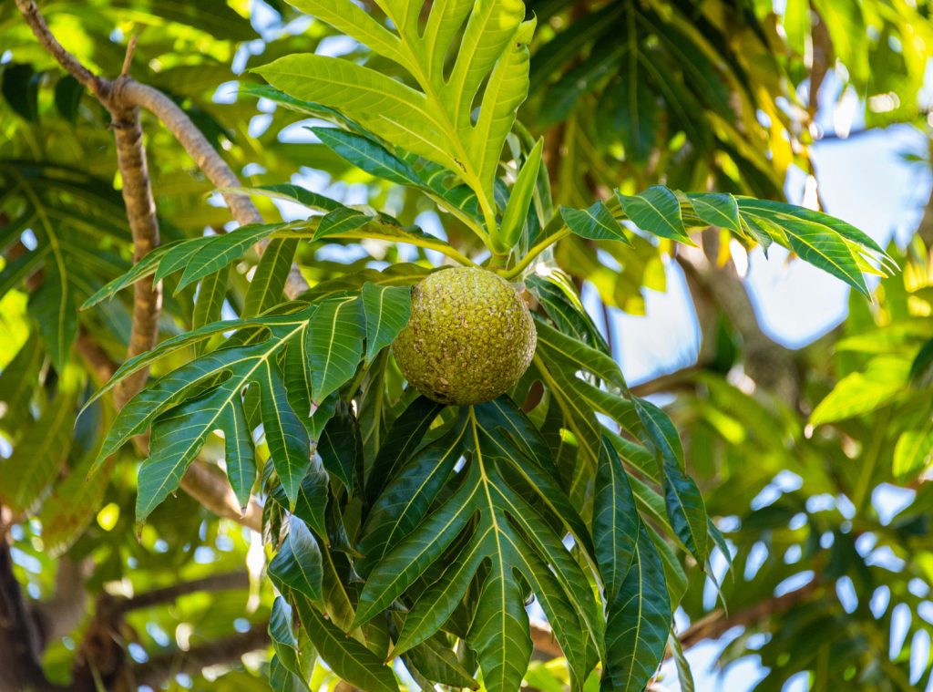Breadfruit in Kingstown, St Vincent & the Grenadines. Photo by Chris Allan/Shutterstock.com