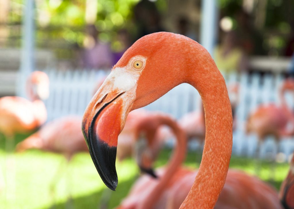 Photo by Ramunas Bruzas/Shutterstock.com